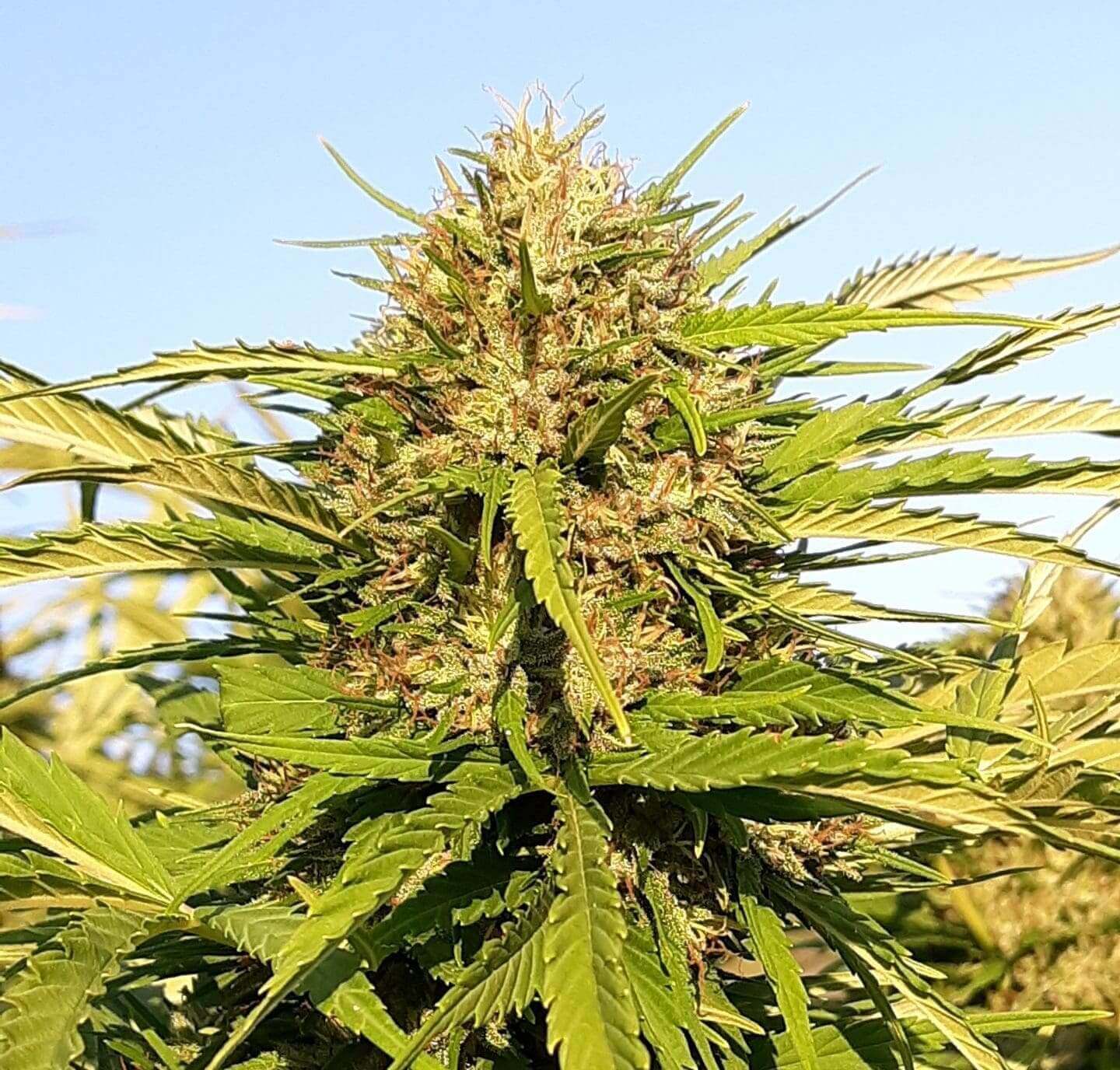 Strawberry Orange CBD Feminized Seeds