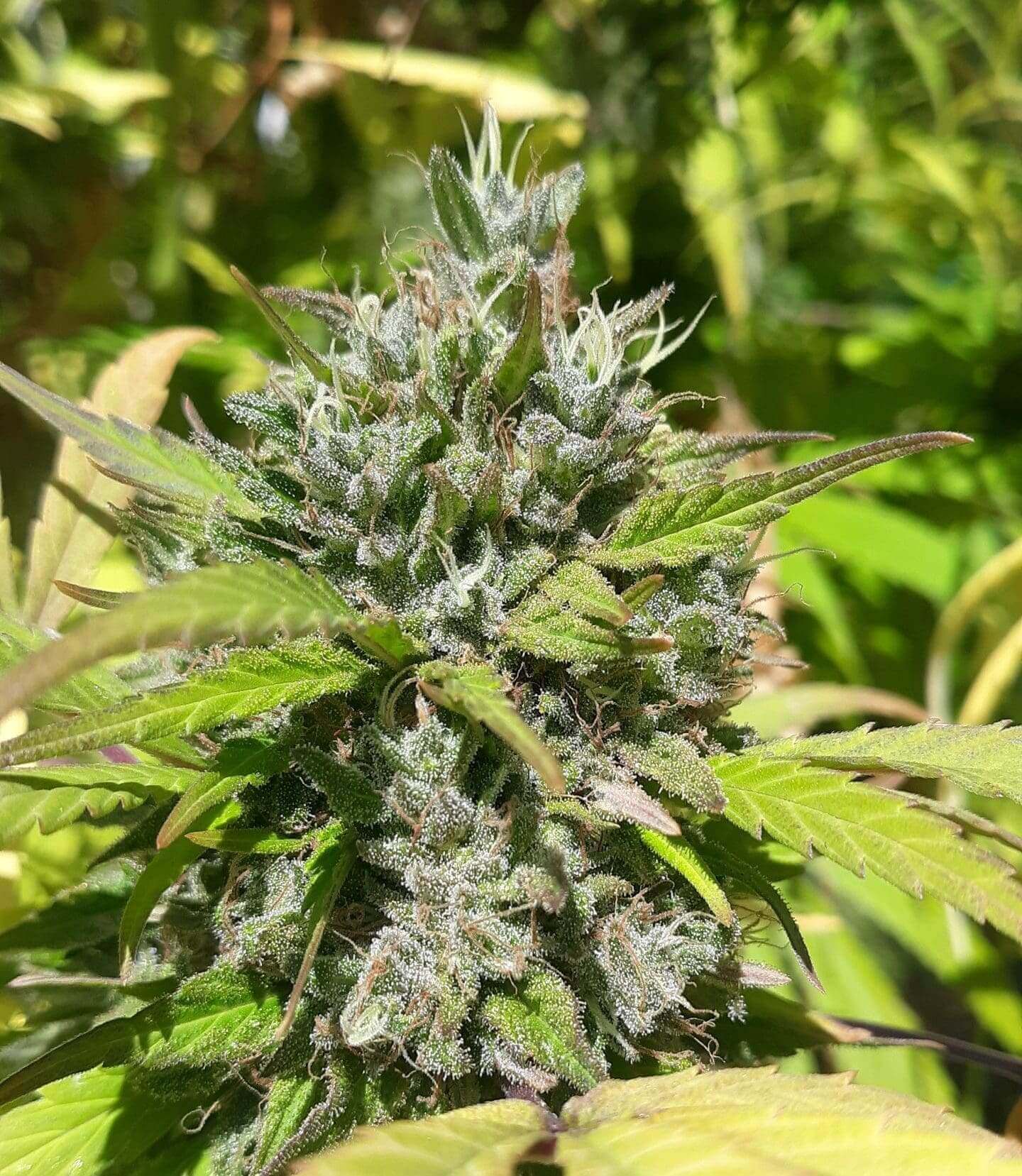 High Tide CBD Seeds