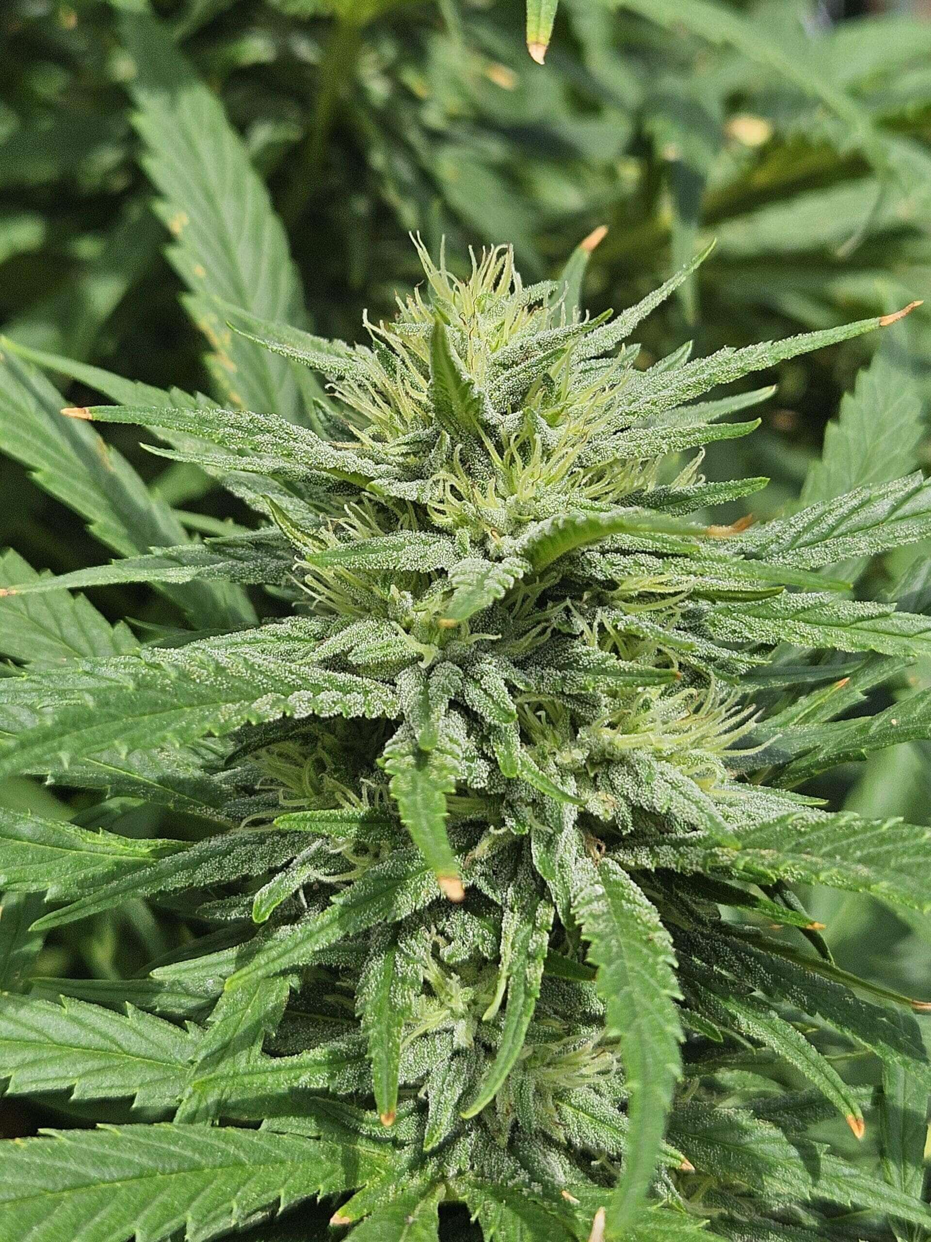 Alien Queen Seeds