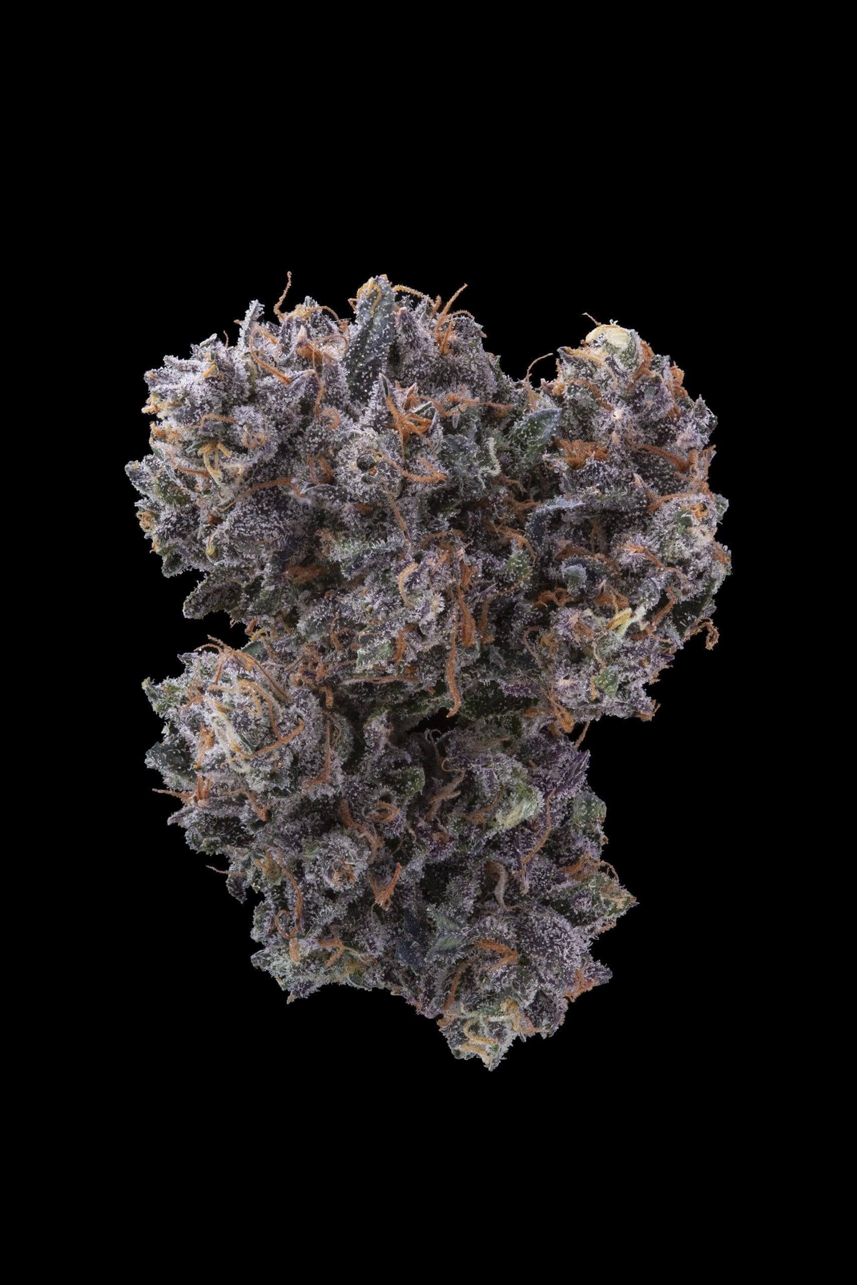 Gelato 33 S1 Feminized Seeds