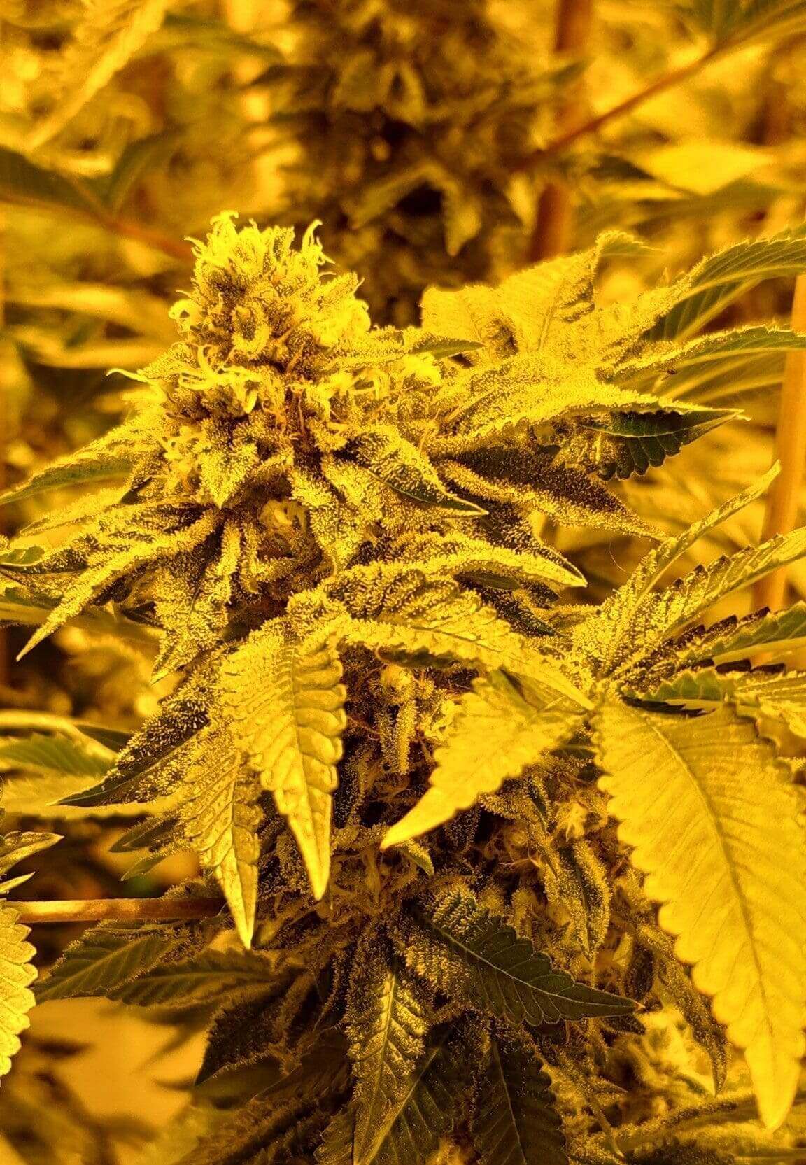 Jungle Dog Kush Seeds