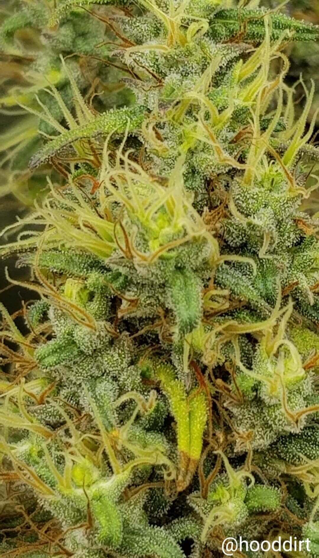 Maui Haze Seeds