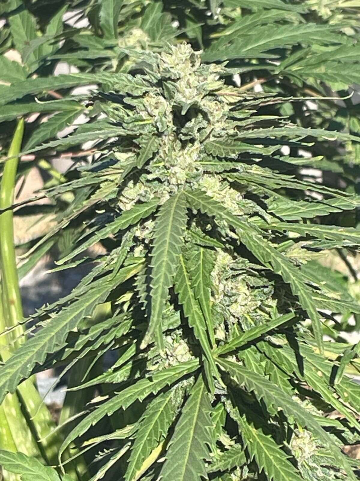 Maui Panama Seeds