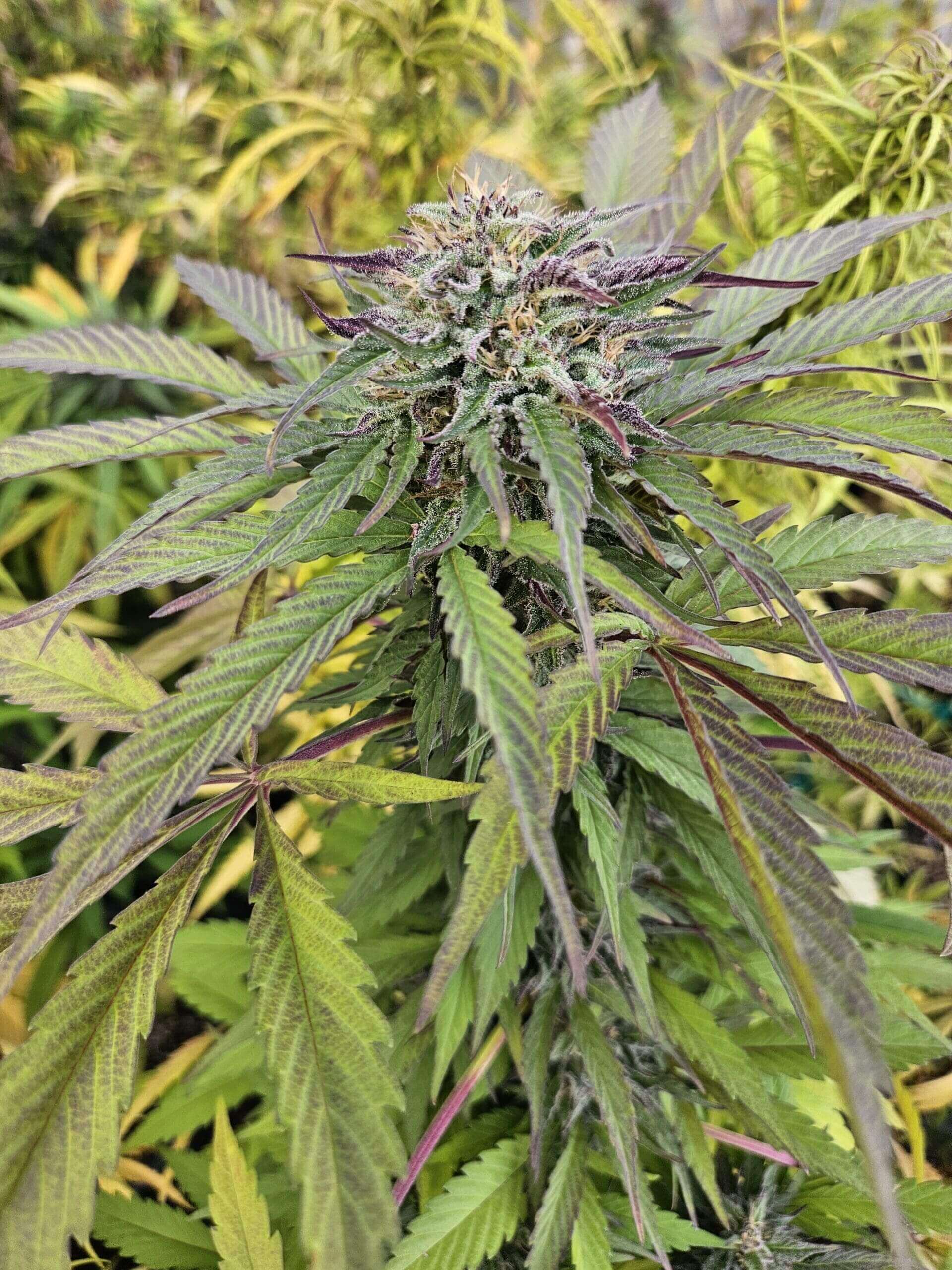 Northern Lights #2 Seeds