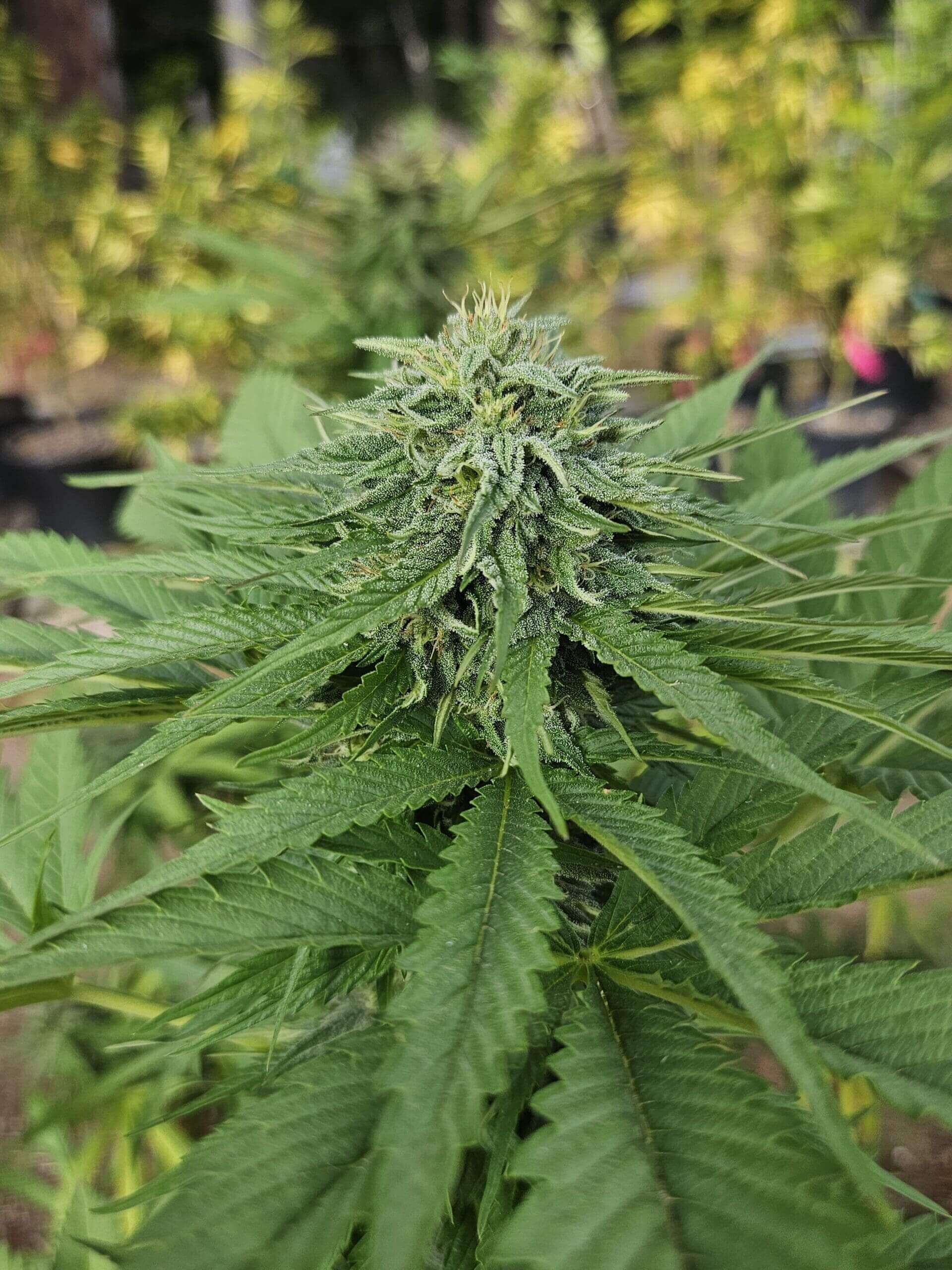Northern Lights #5 Seeds