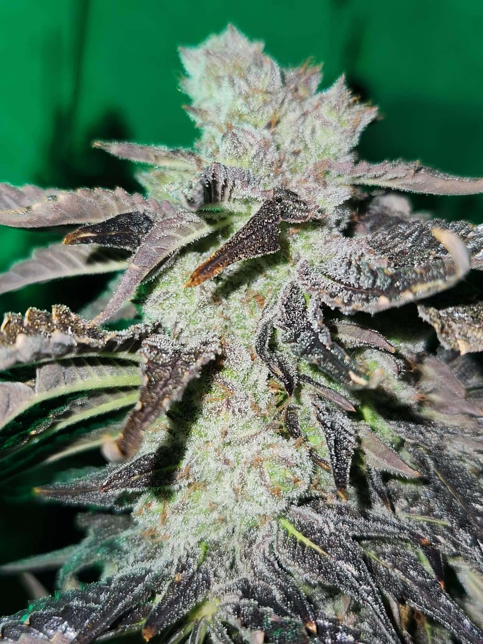 Peanut Butter Glue Seeds