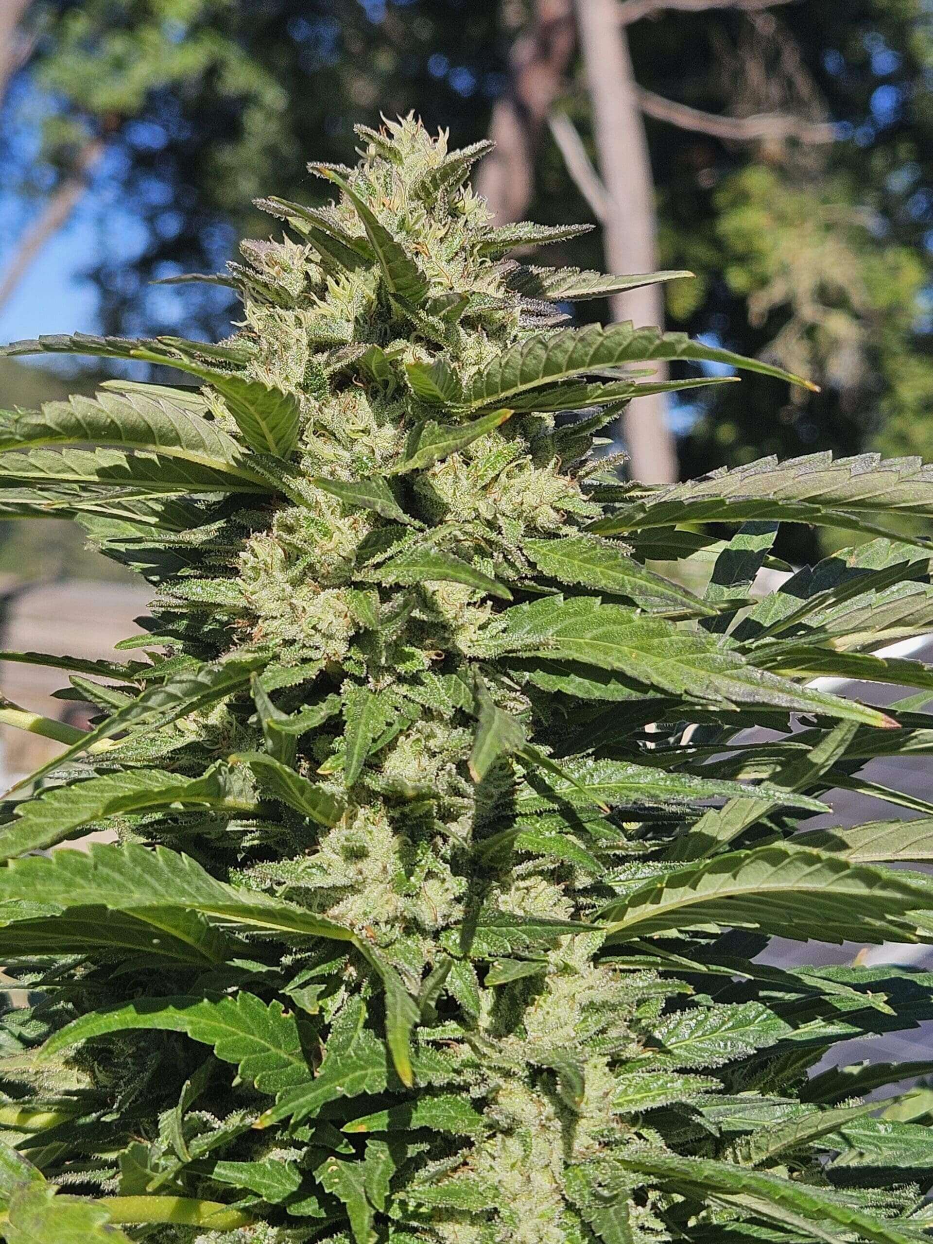 Pineapple Headband F2 Seeds