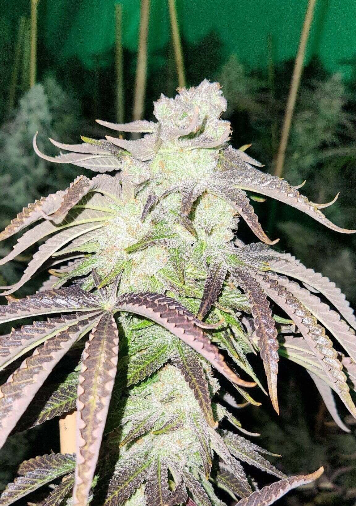 Purple Star Daddy F2 Seeds