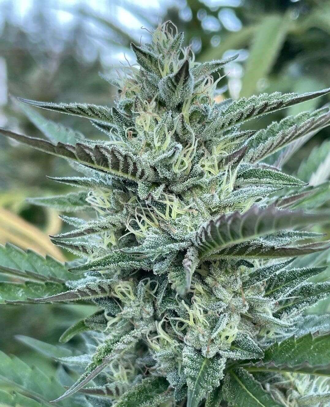 Sour Cherry Kush Seeds