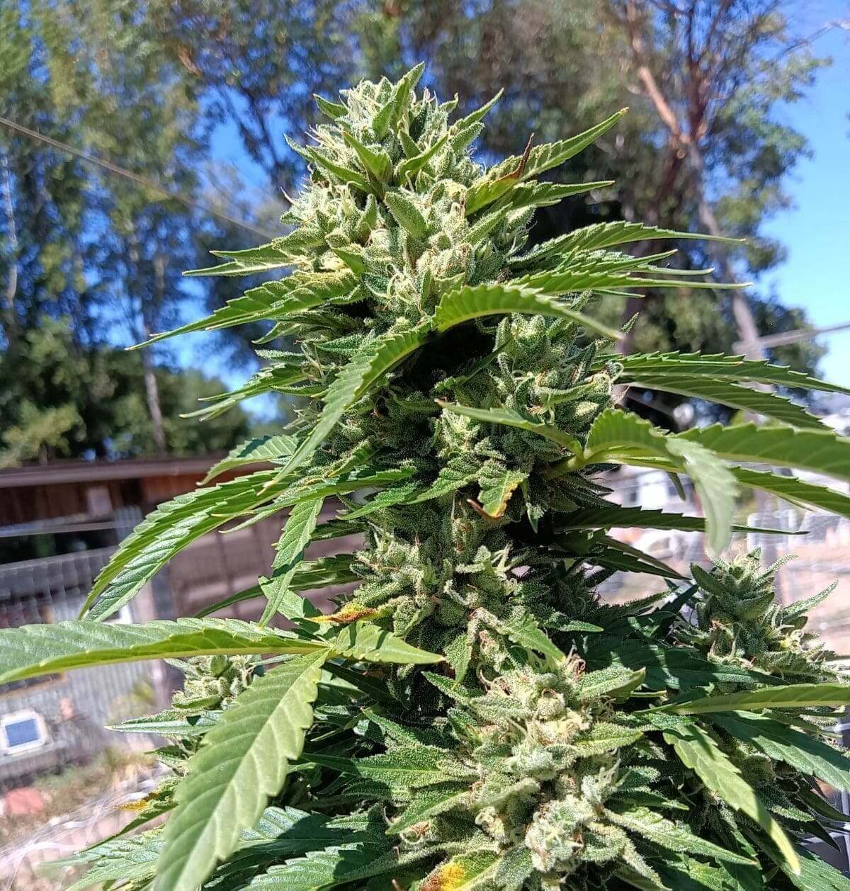 Sour Diesel Bx Seeds