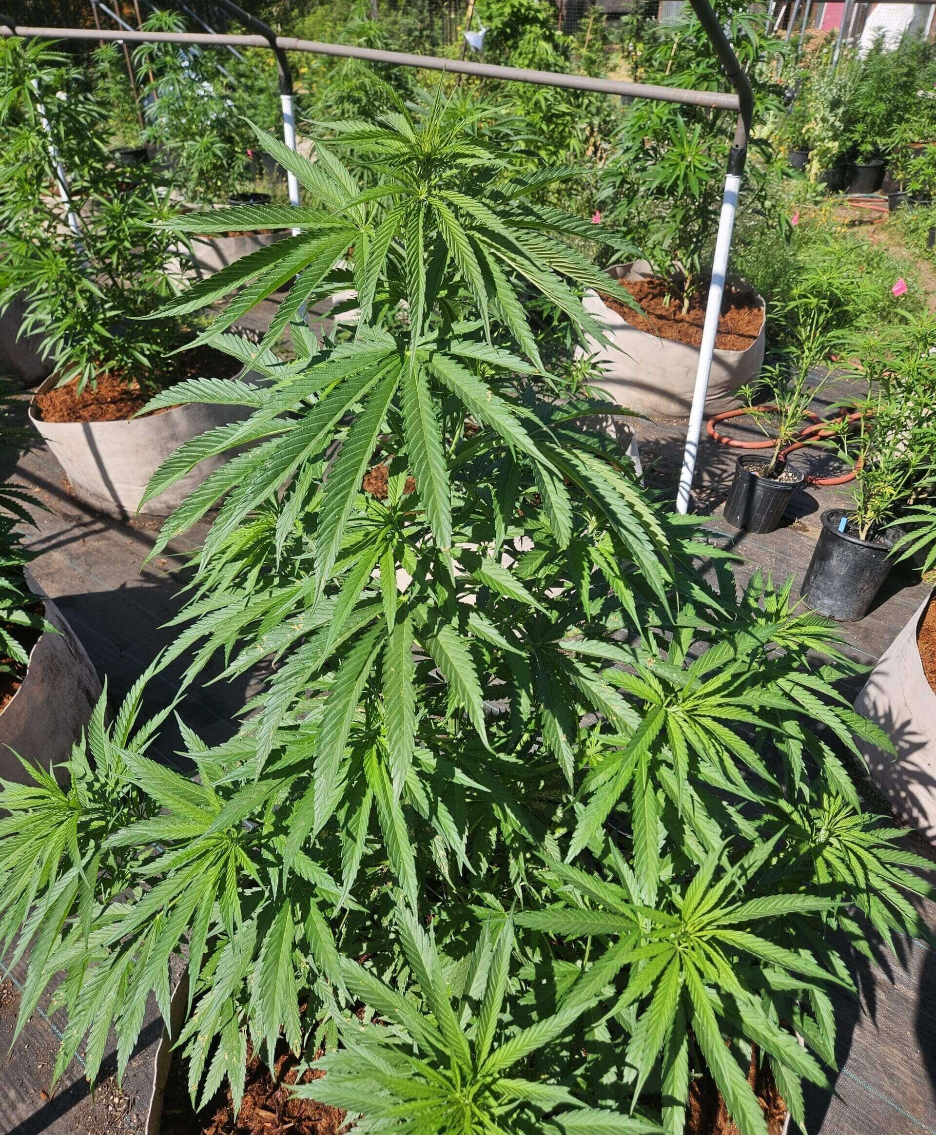 Super Lemon Ethiopian Seeds