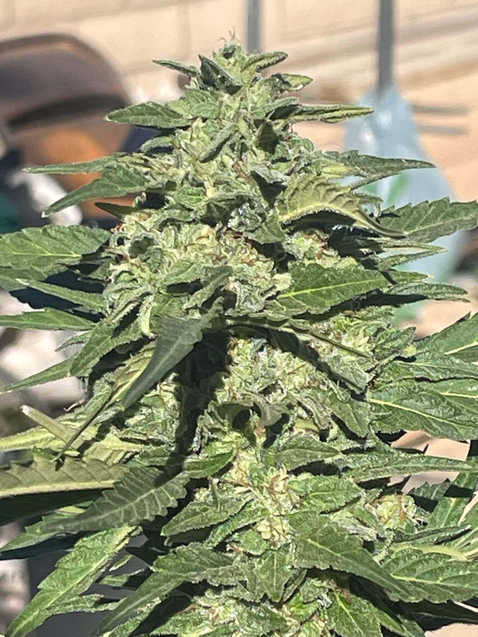 Vietnamese/Mexican Seeds