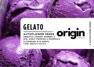 Gelato Autoflower strain seeds packaging with a fruity, sweet, and kush-like aroma