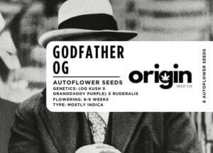 Packaging of Godfather OG strain seeds with premium Indica genetics