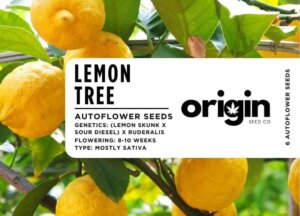 Lemon Tree strain autoflower seeds in branded packaging with a vibrant lemon and diesel aroma.