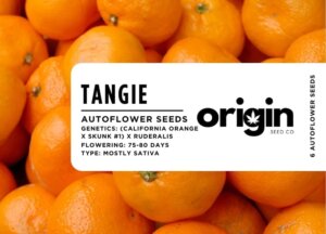 Packaging of Origin Seed Co's Tangie strain