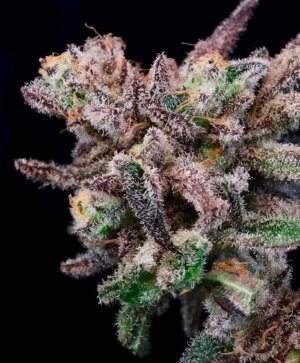 Banana Cream Sundae cannabis buds showcasing vibrant purple hues and dense structure.