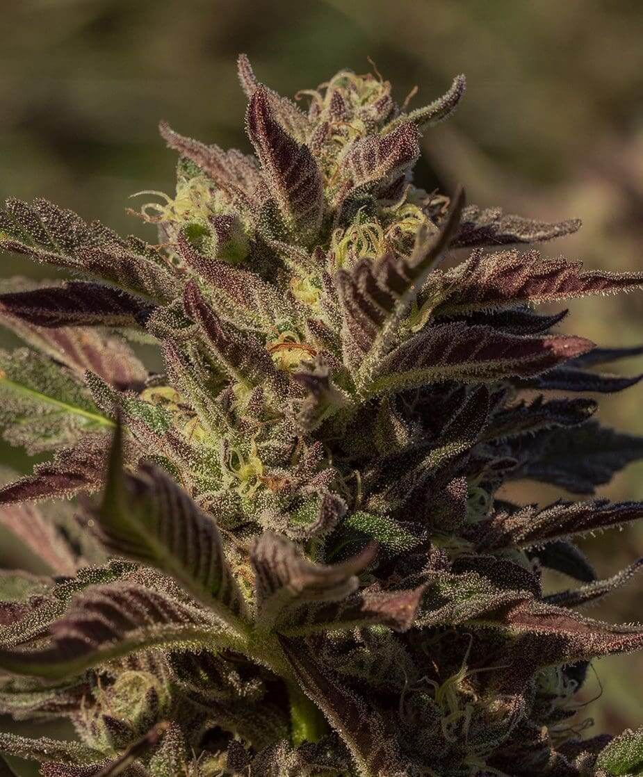 La Jefa Seeds