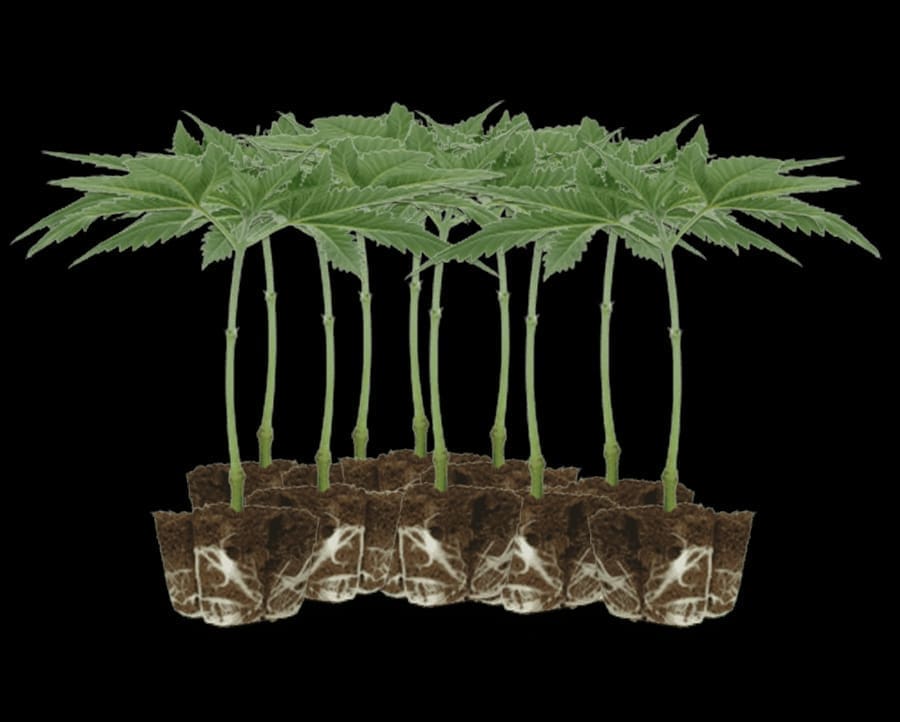 Rooted cannabis clones in peat pellets from Partner Clones, ready for transplantation.
