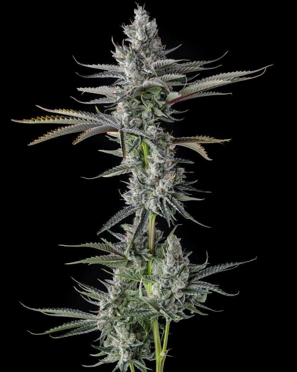 Guwop Green seeds packaging showcasing fruity, tropical, and gassy aroma profile.