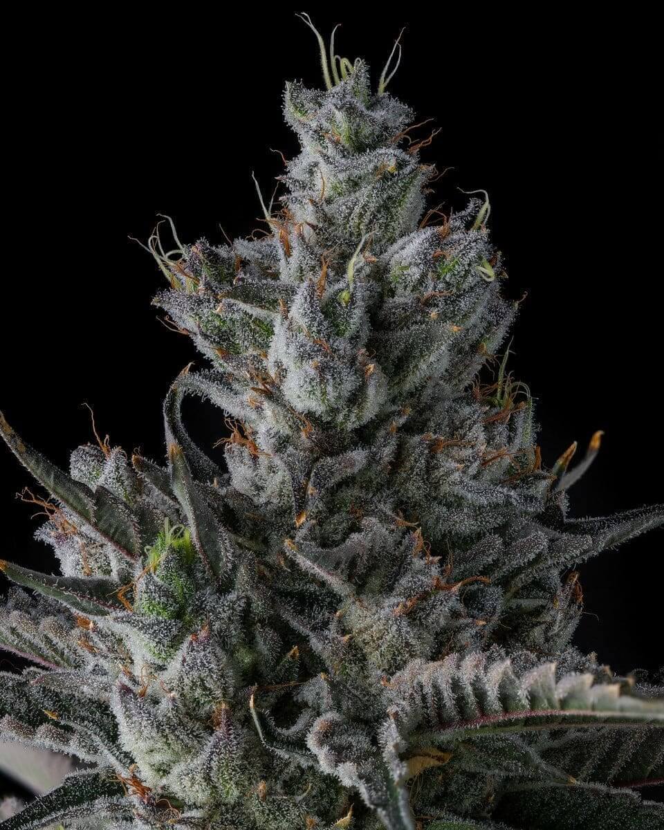 Guwop Green seeds packaging showcasing fruity, tropical, and gassy aroma profile.