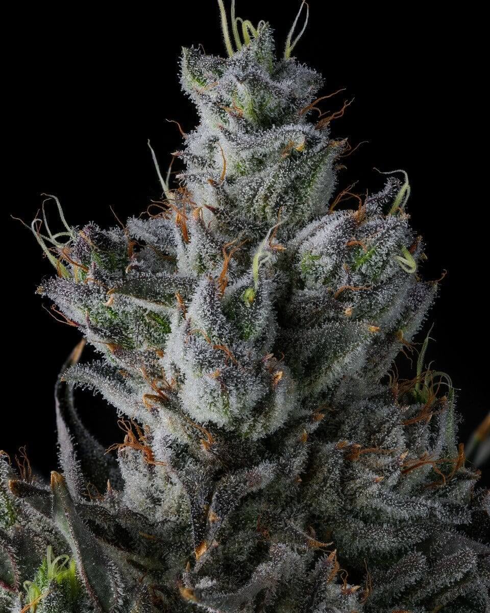Guwop Green seeds packaging showcasing fruity, tropical, and gassy aroma profile.