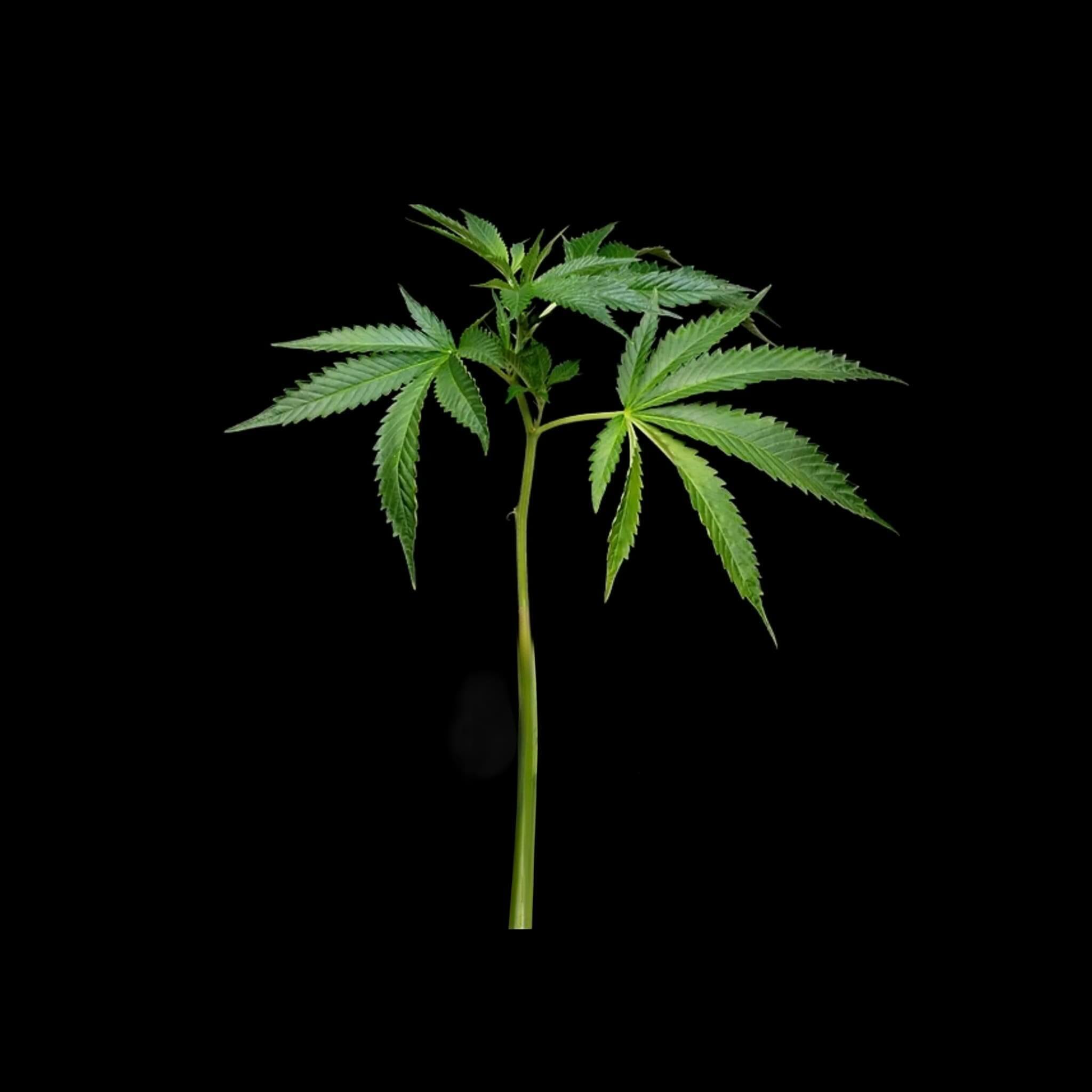 Bulk unrooted cannabis cuttings cut fresh to order for a wholesale clone order