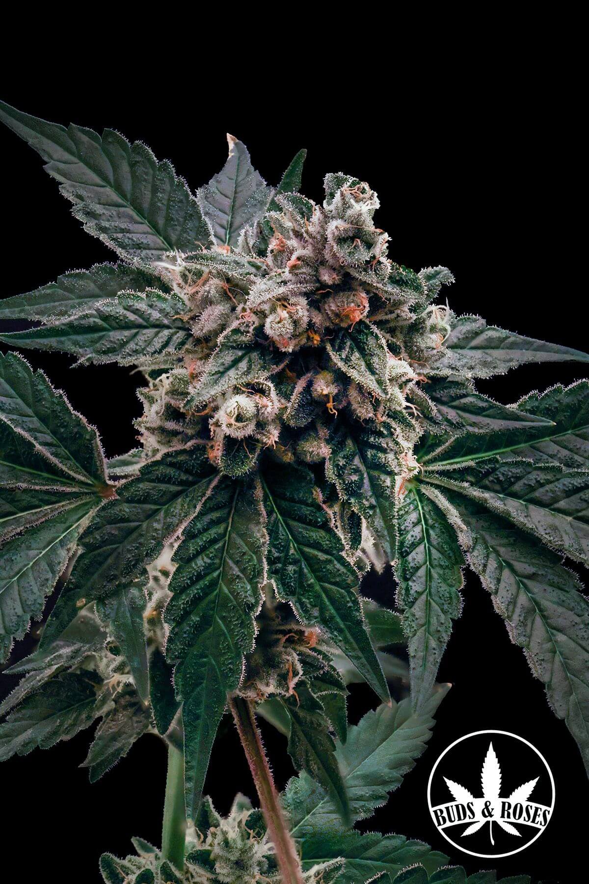 92 OG x Gorilla Glue #4 Seeds - West Coast Gas | Buds & Roses