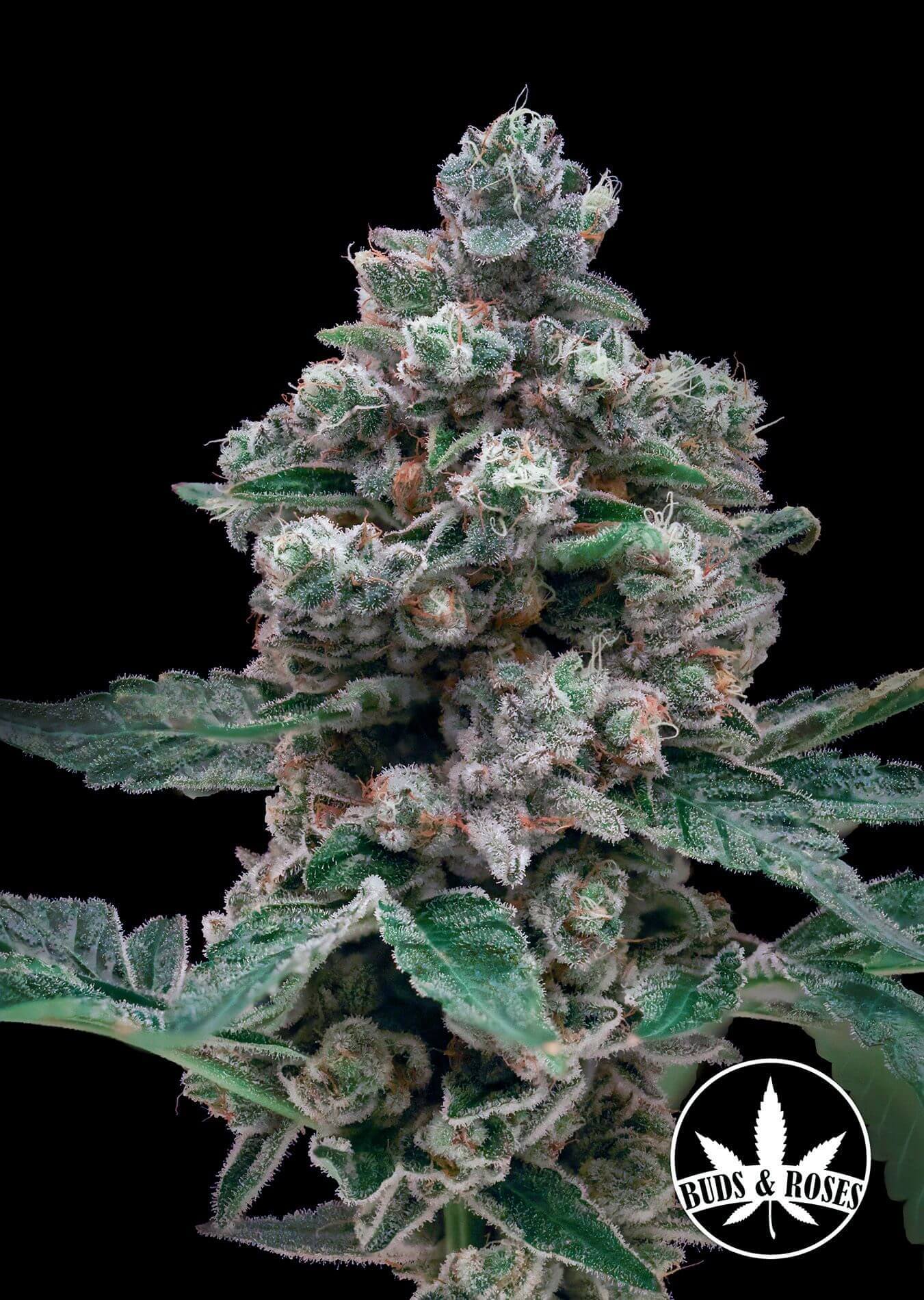 Crostata x Gorilla Glue #4 Seeds