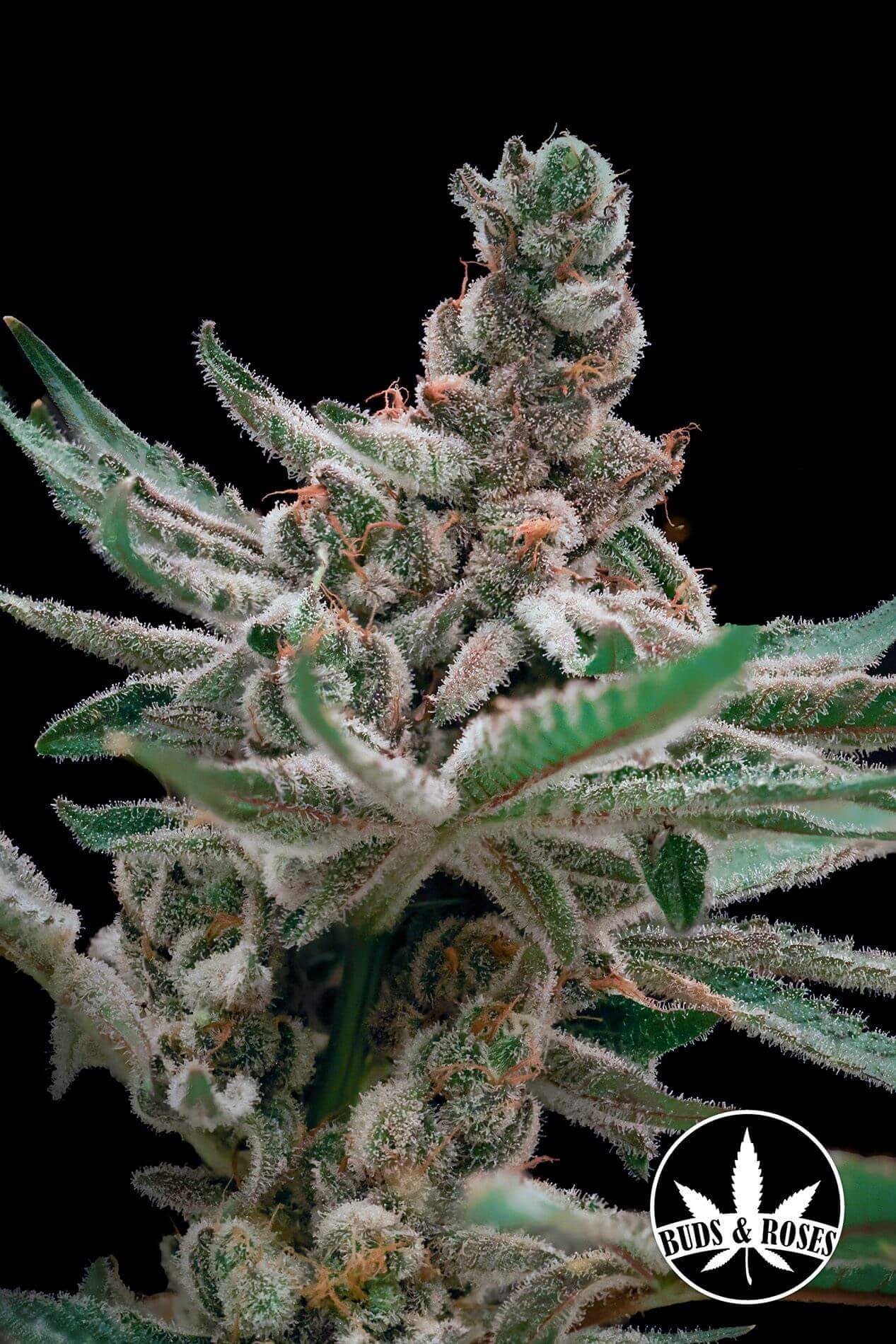 Detroit Runtz x GG4 Seeds - Candy Sweetness | Buds & Roses