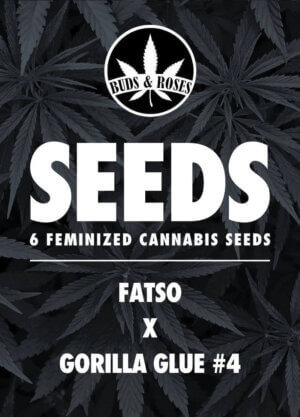 fatso x gorilla glue #4 seeds