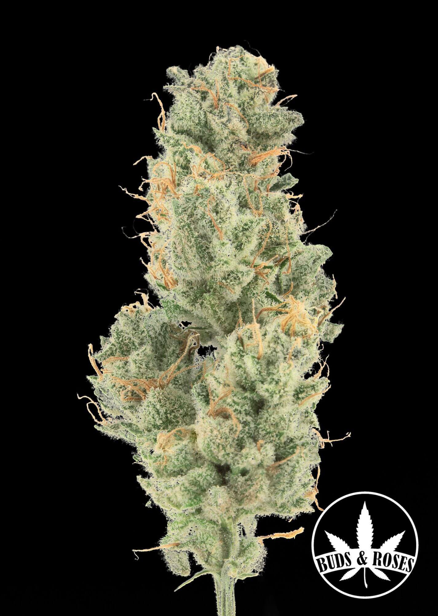 Grape Ape x Gorilla Glue #4 Seeds - Image 2