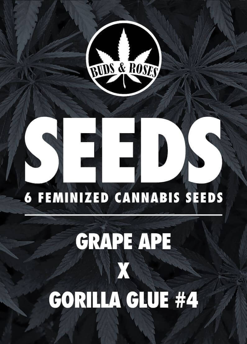 Grape Ape x Gorilla Glue #4 Seeds - Image 3