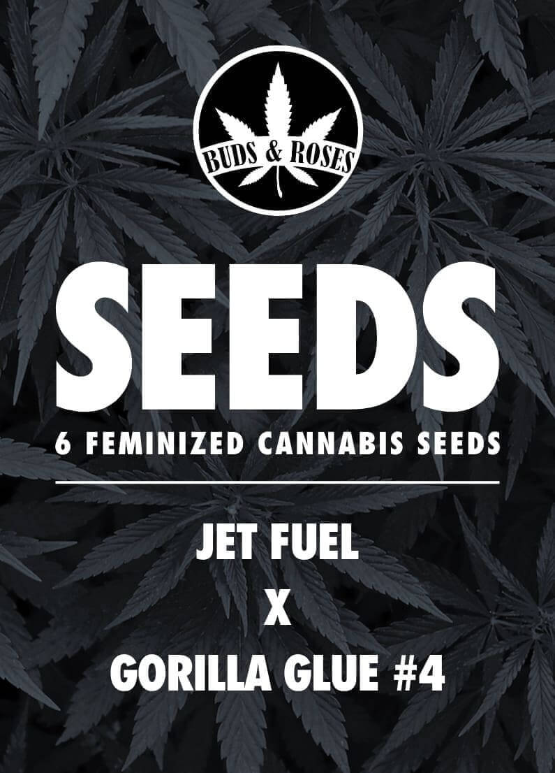 Jet Fuel x Gorilla Glue #4 Seeds