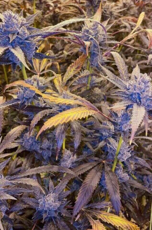 Lemon Cherry Gelato S1 Feminized Seeds
