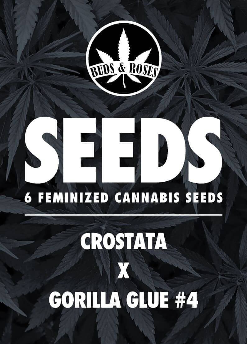 crostata x gorilla glue #4 seeds