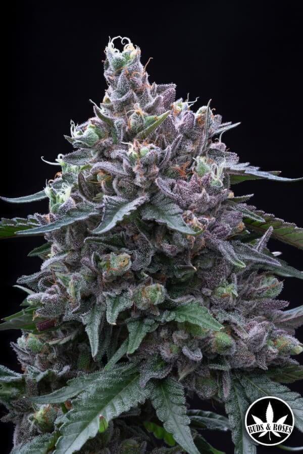 Gelato33 x GG#4 Seeds