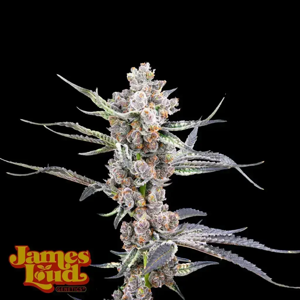 Black Gelato Auto Seeds