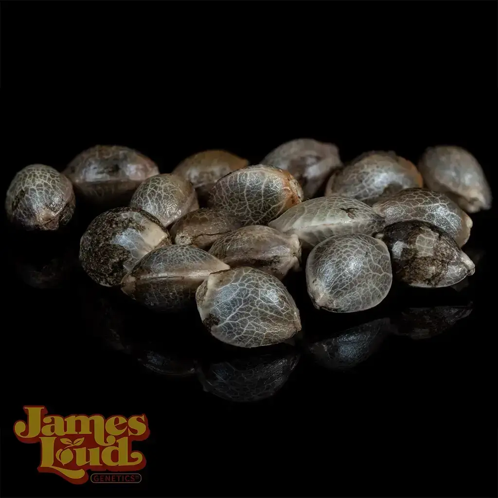 Black Gelato Auto Seeds - Image 2