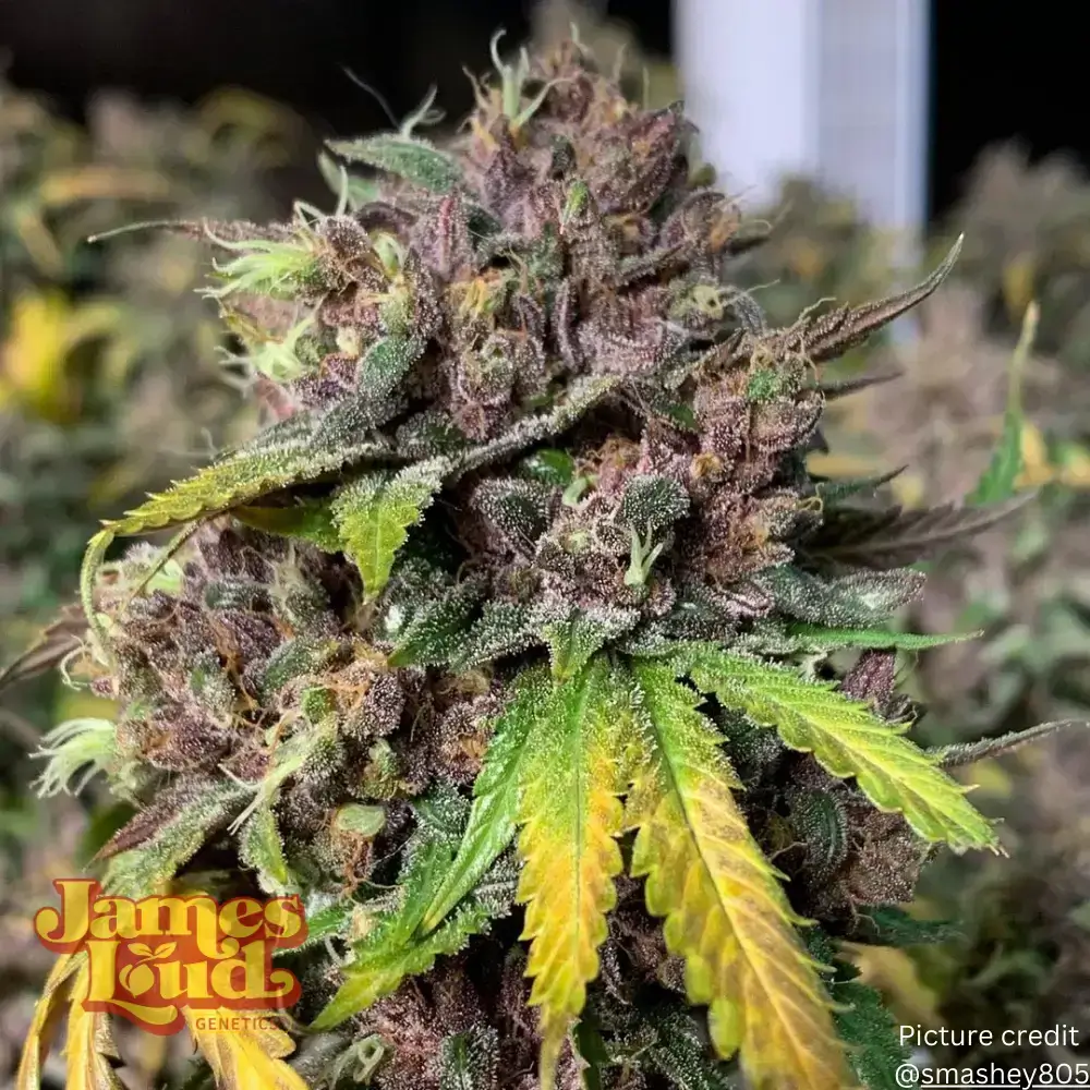 Black Gelato Auto Seeds - Image 11