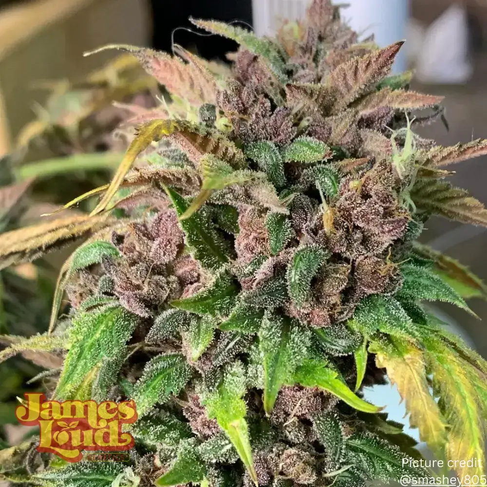 Black Gelato Auto Seeds - Image 9