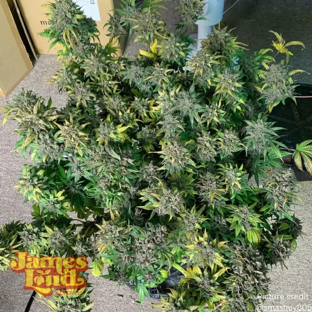 Black Gelato Auto Seeds - Image 10