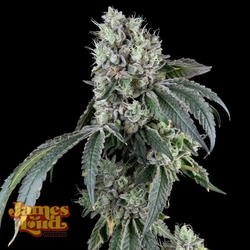 Gorilla Cookies Gelato Auto Seeds