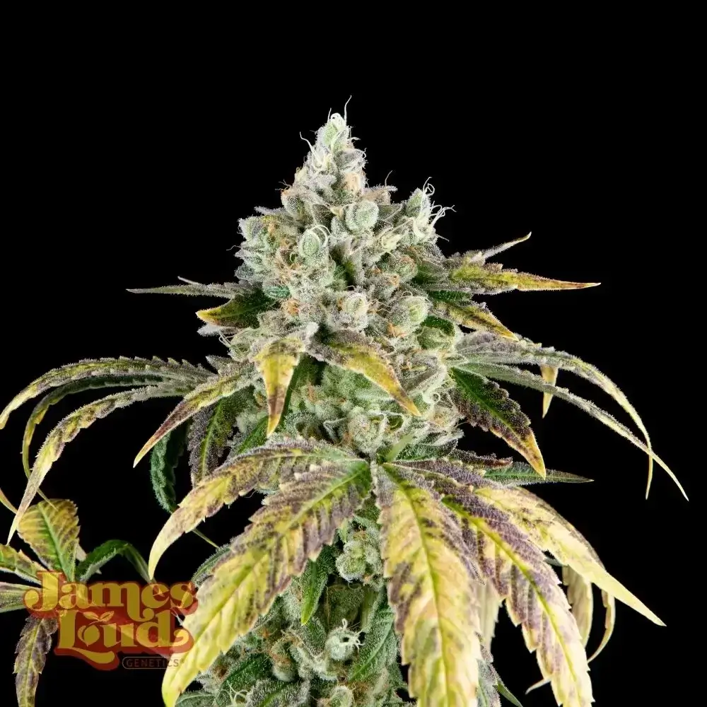 Gorilla Cookies OG Auto Seeds