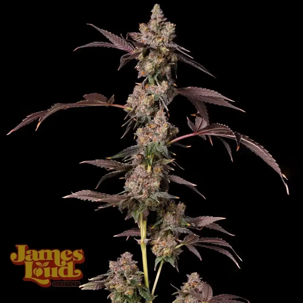Grape Lava Cake Seeds