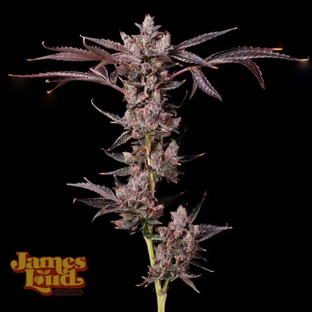 Grape SFV Seeds