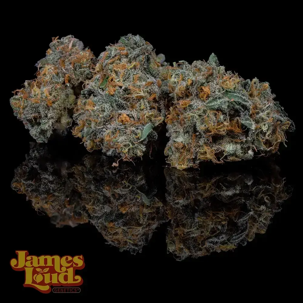 Loud Loopz Seeds