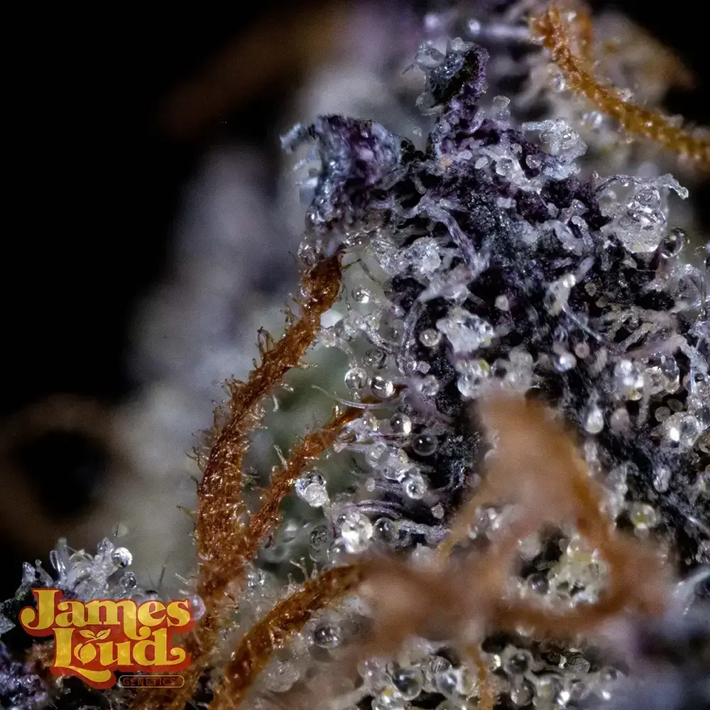Loud Loopz Seeds - Image 8