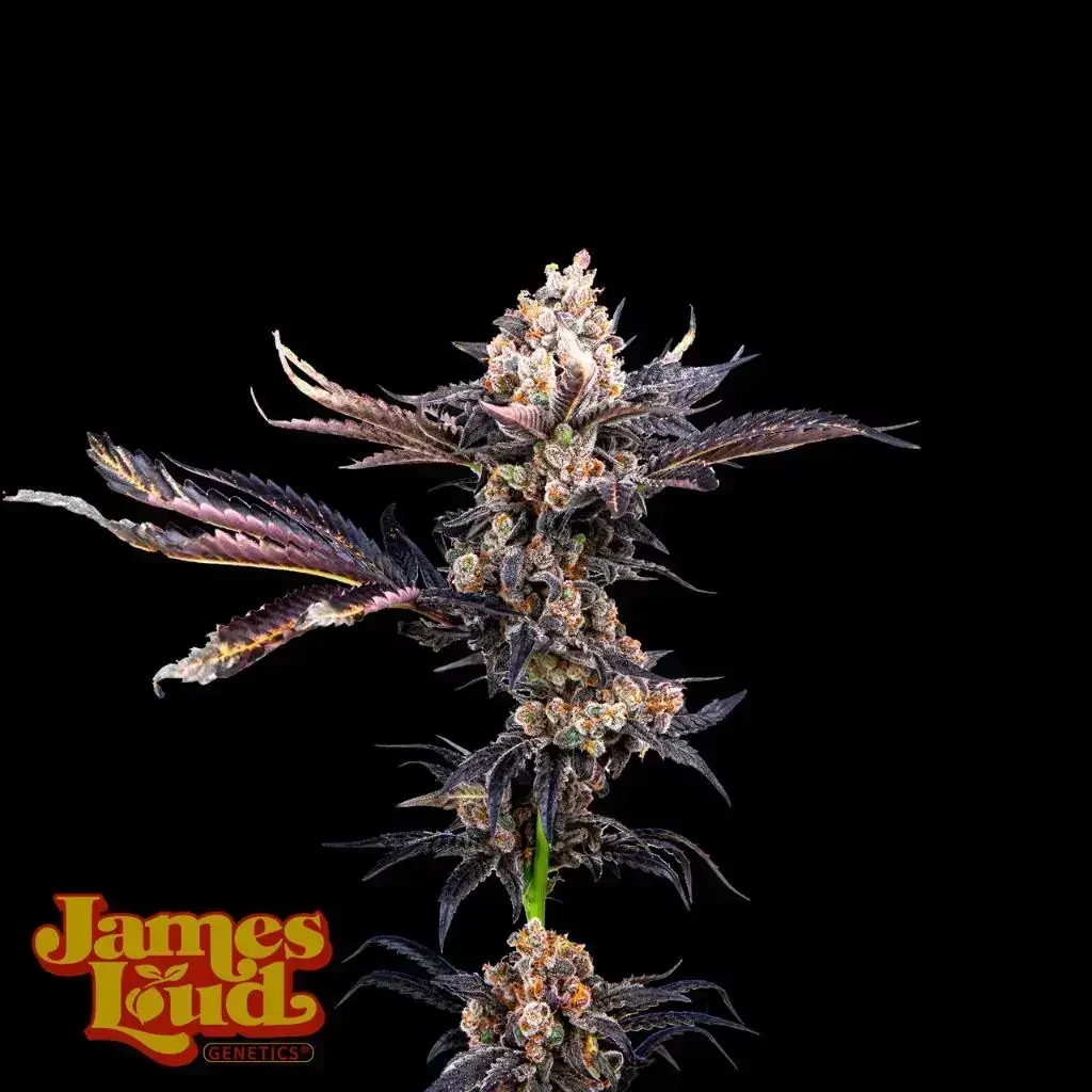Lunatic Runtz Seeds