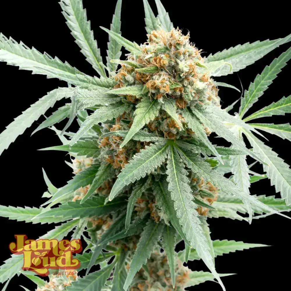 Next Big Thing Seeds